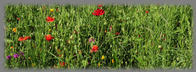 Bild: Natur-Wiese